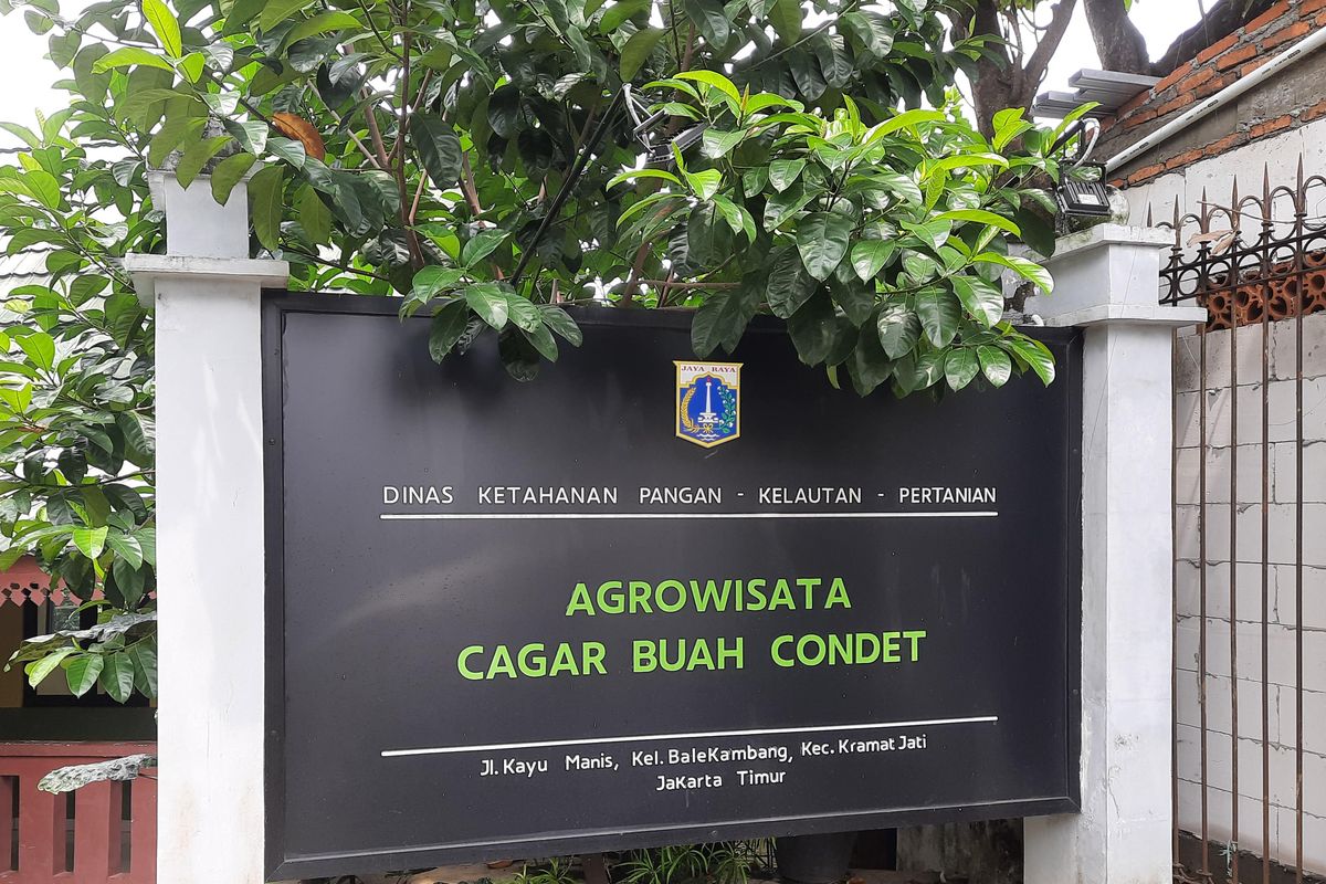 Agrowisata Cagar Buah Condet yang Terletak di Kawasan Jakarta Timur