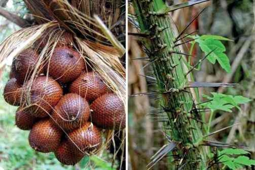 Salak Meener Asli Condet